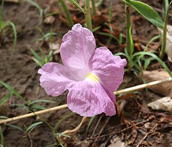 Description: Siphonochilus aethiopicus.jpg