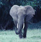 Description: /sites/default/files/eng/cop/17/prop/loxodonta_africana.png