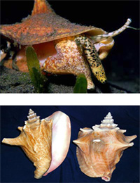 Click to enlarge the image
