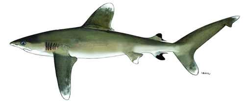 Oceanic whitetip shark (Carcharhinus longimanus)