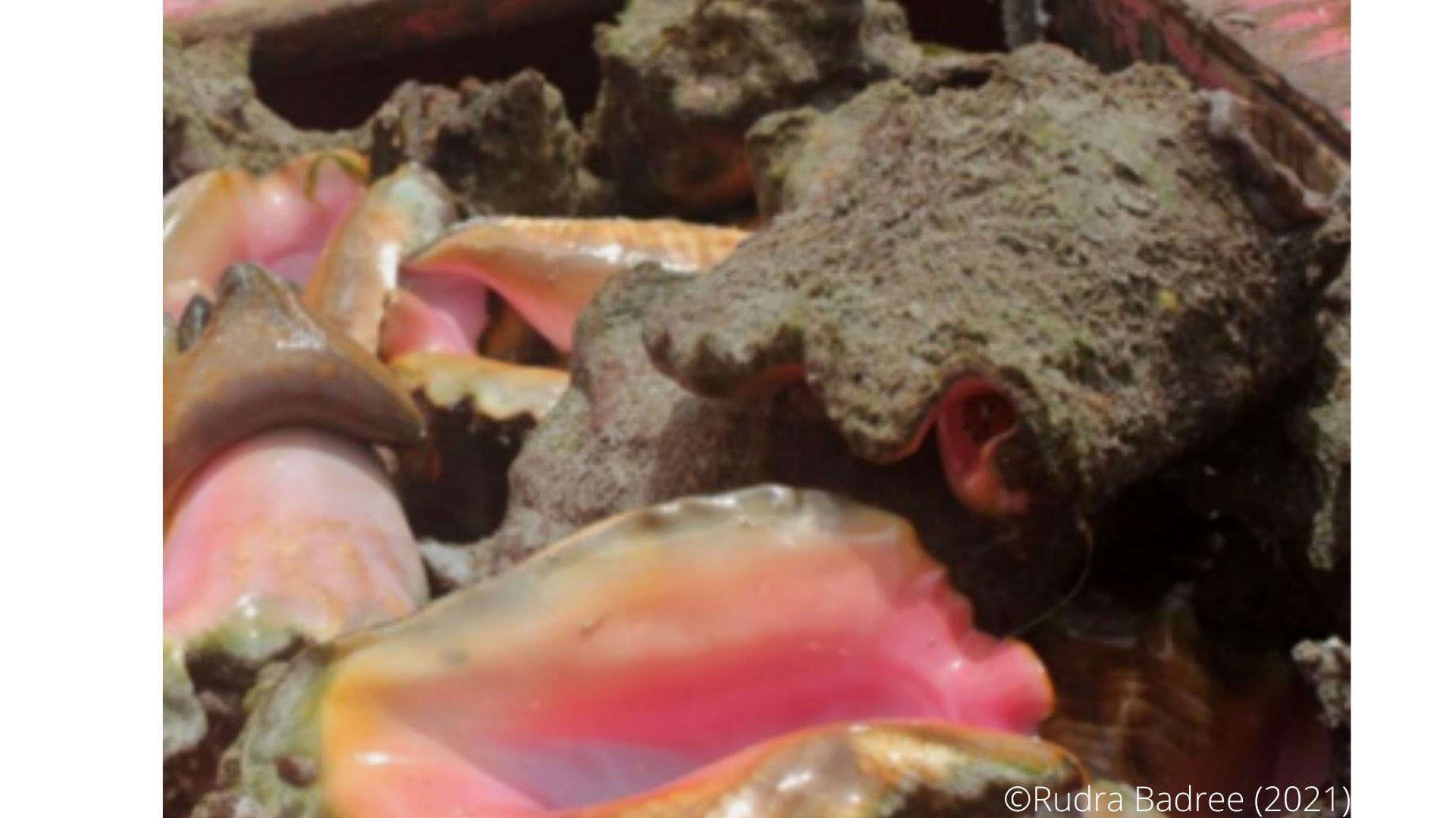 Conch Shell