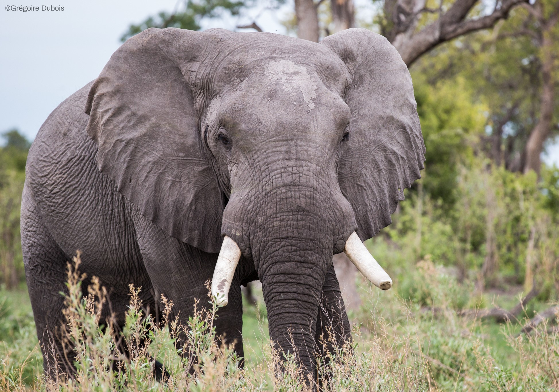 African Elephant