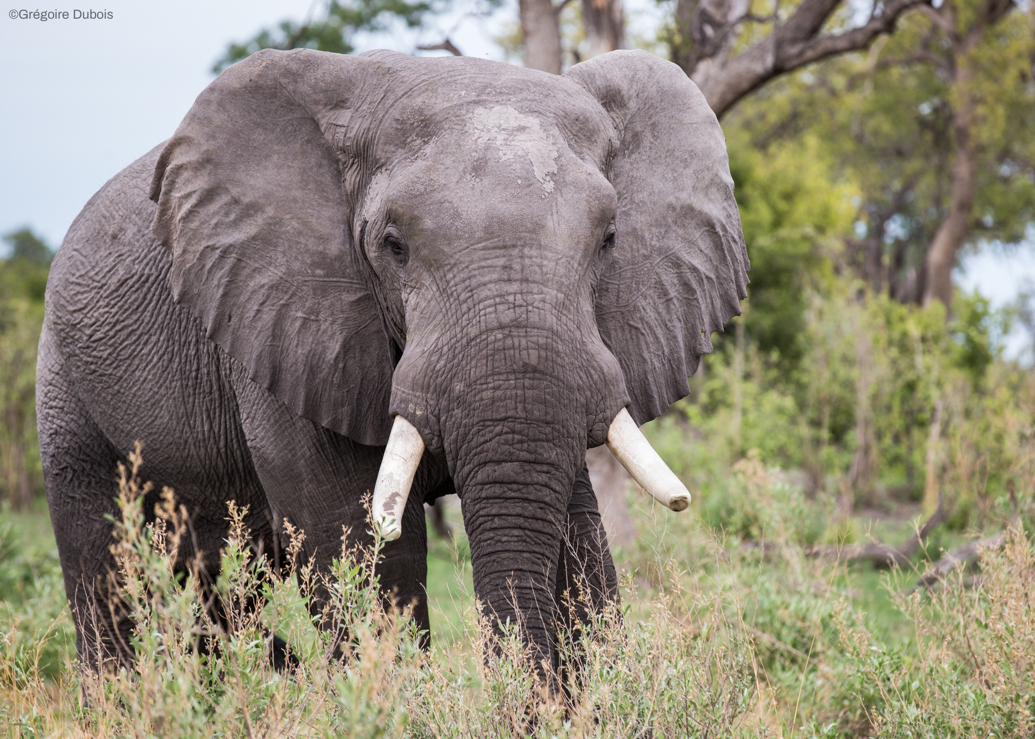 African Elephant