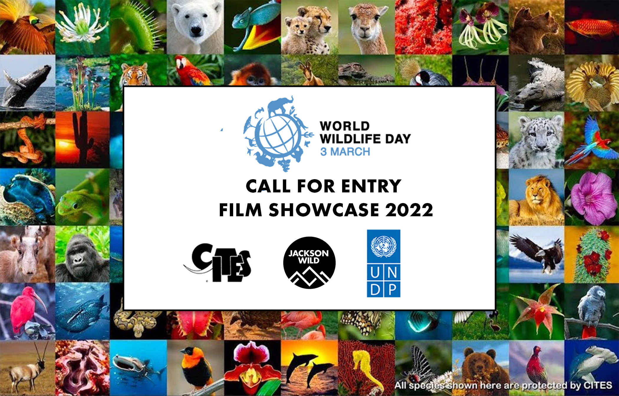 Film Showcase announced for WWD2022
