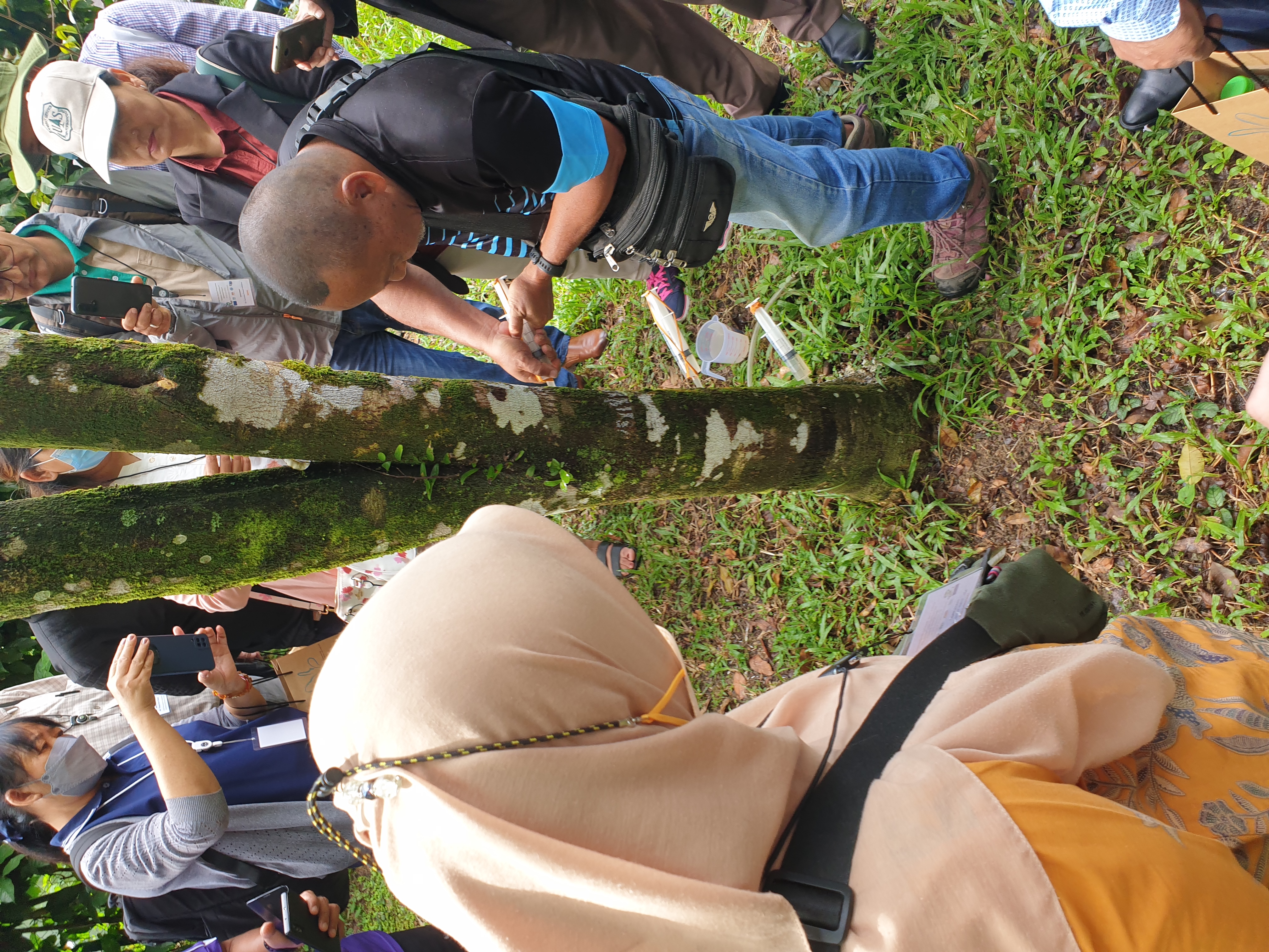 Inoculating Aquilaria
