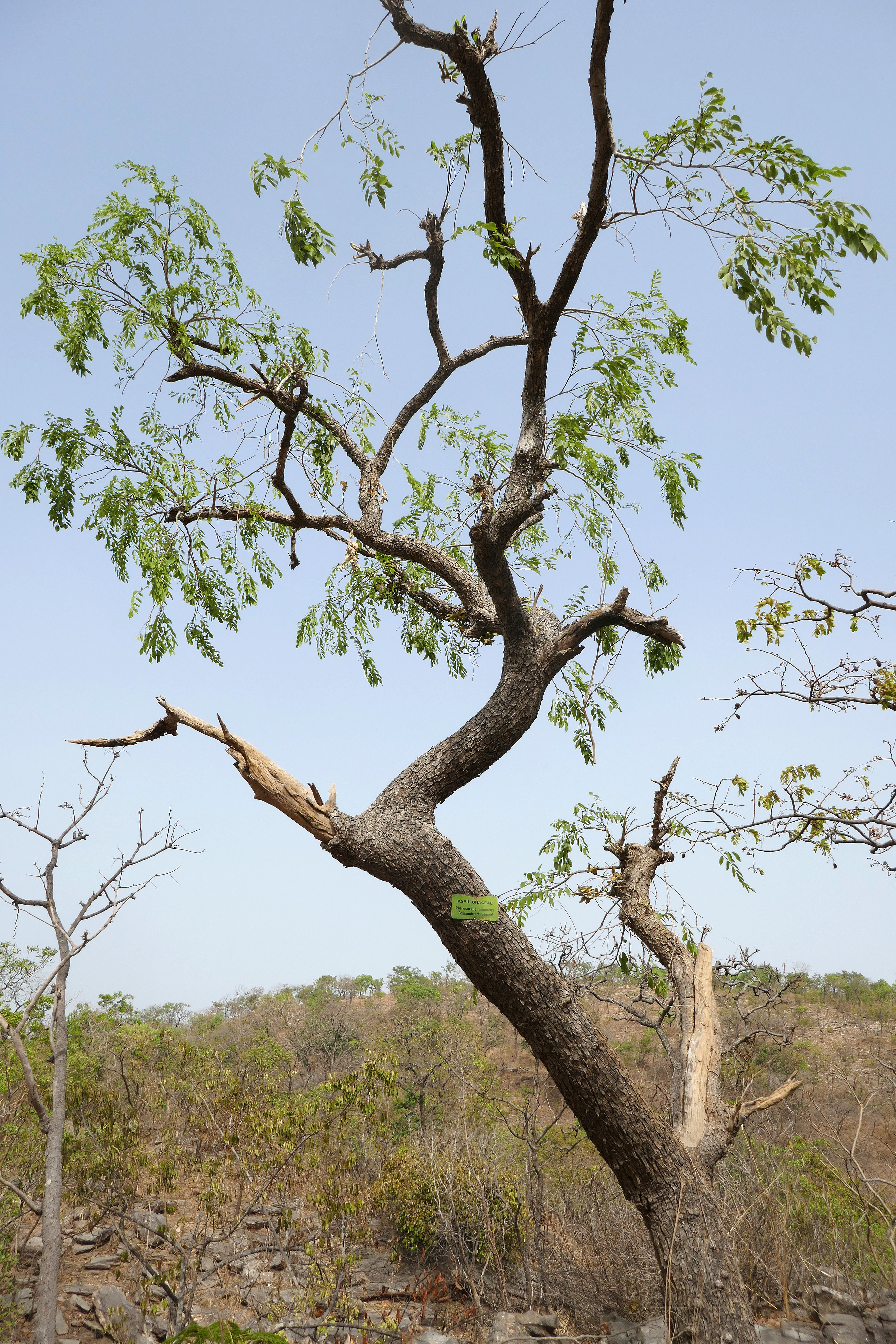 Pterocarpus erinaceus
