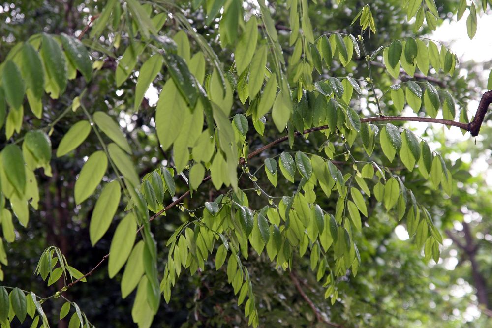 Dalbergia