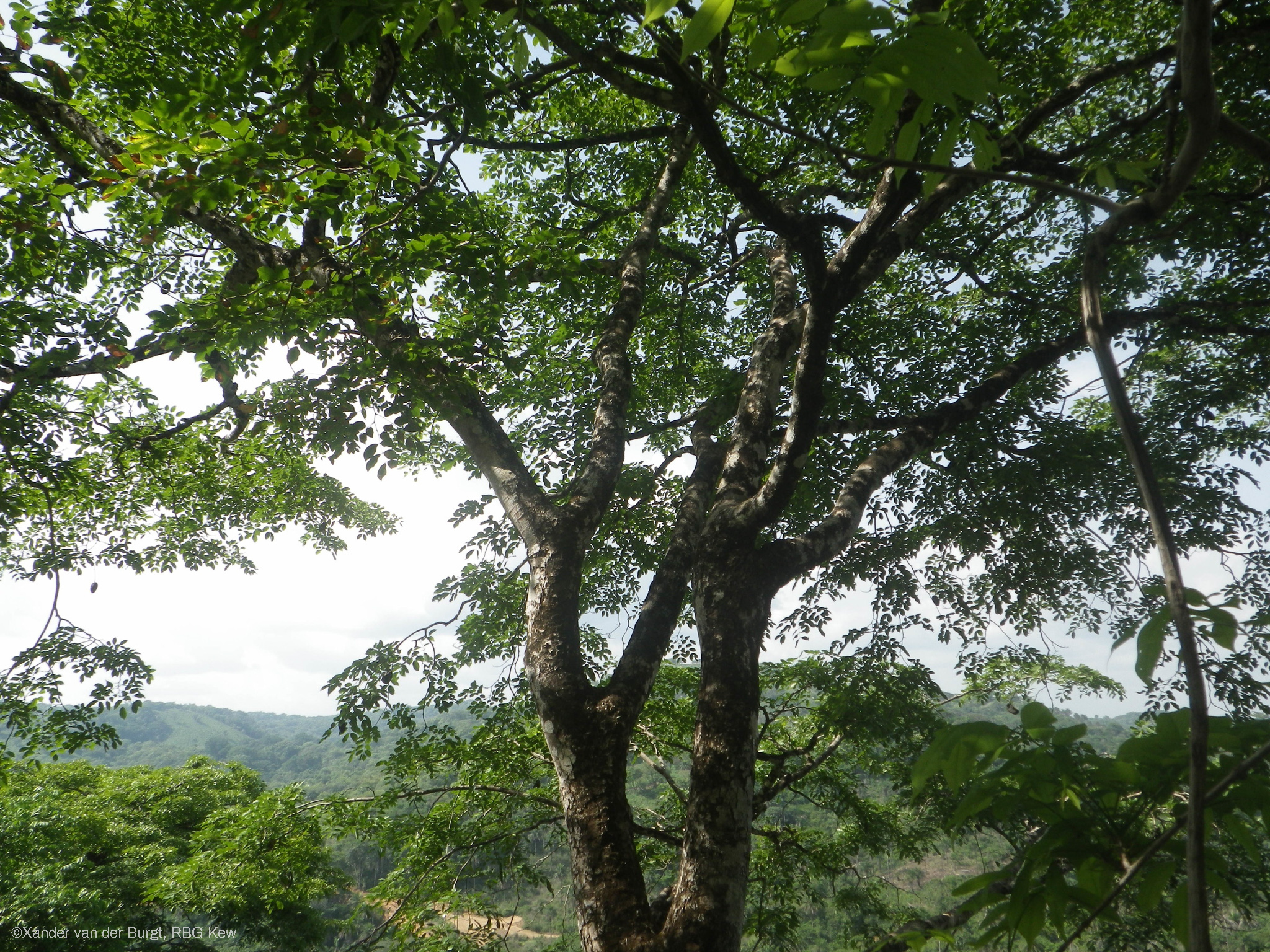 Afzelia