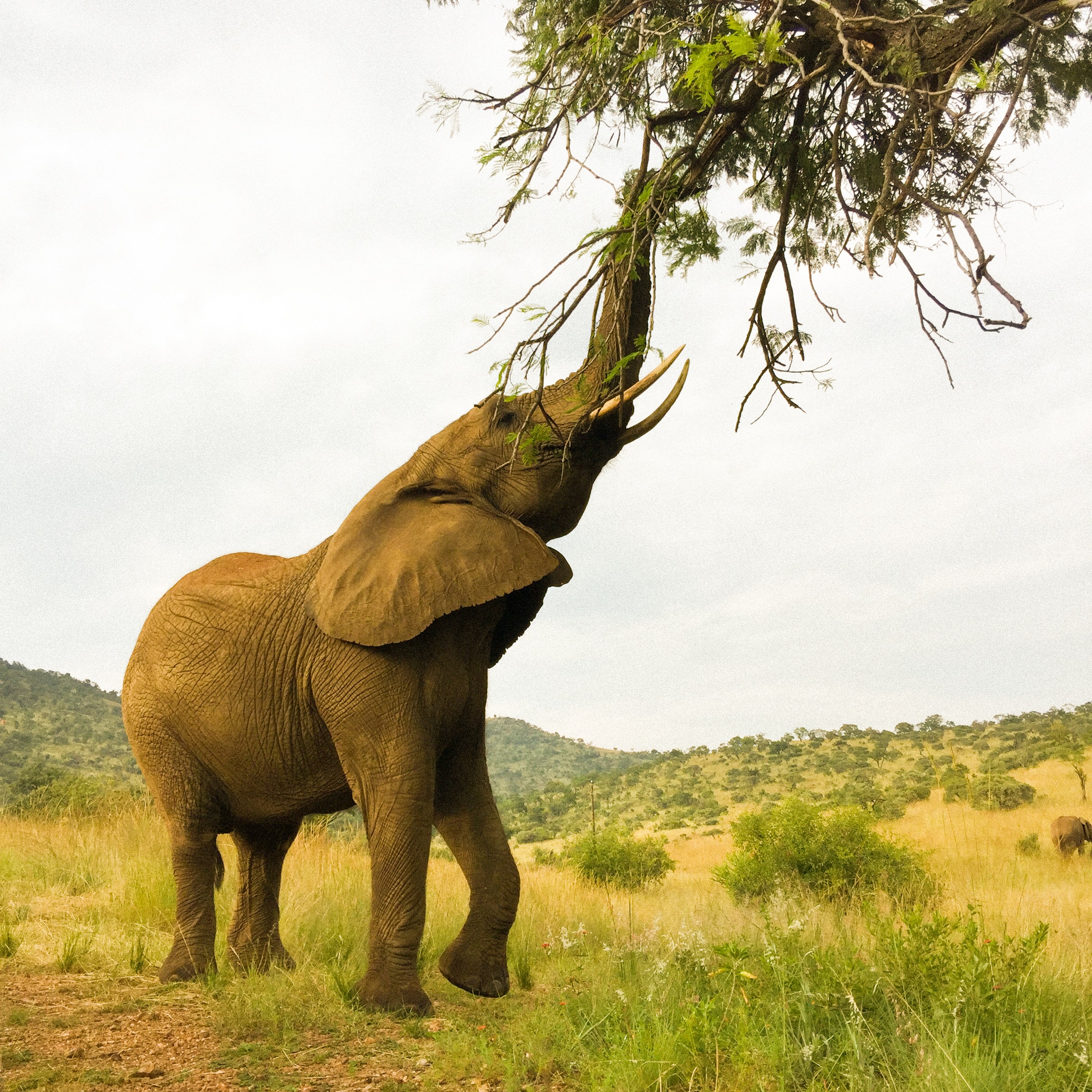 World Elephant Day 2021