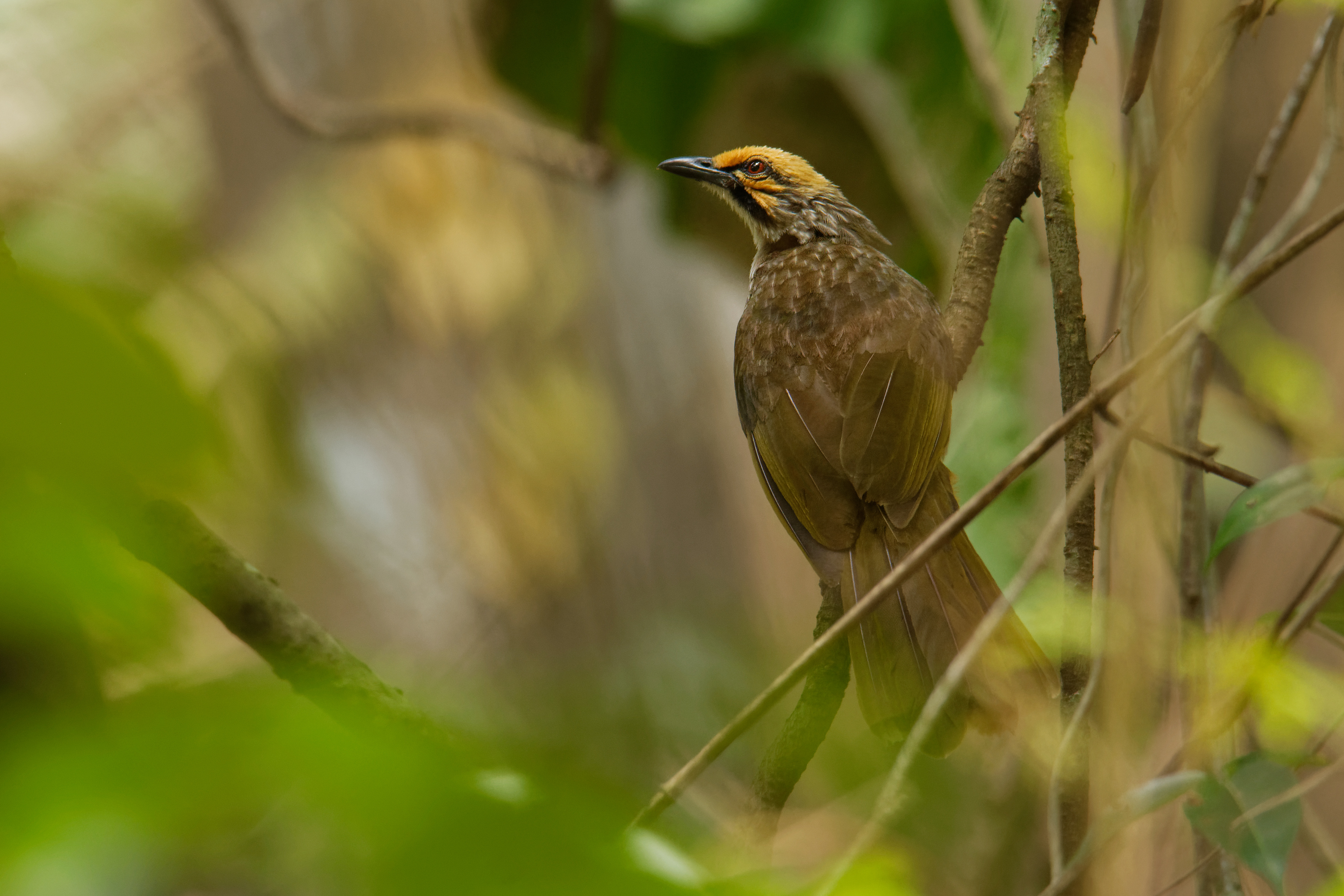 straw-headed bulbul bird in tree