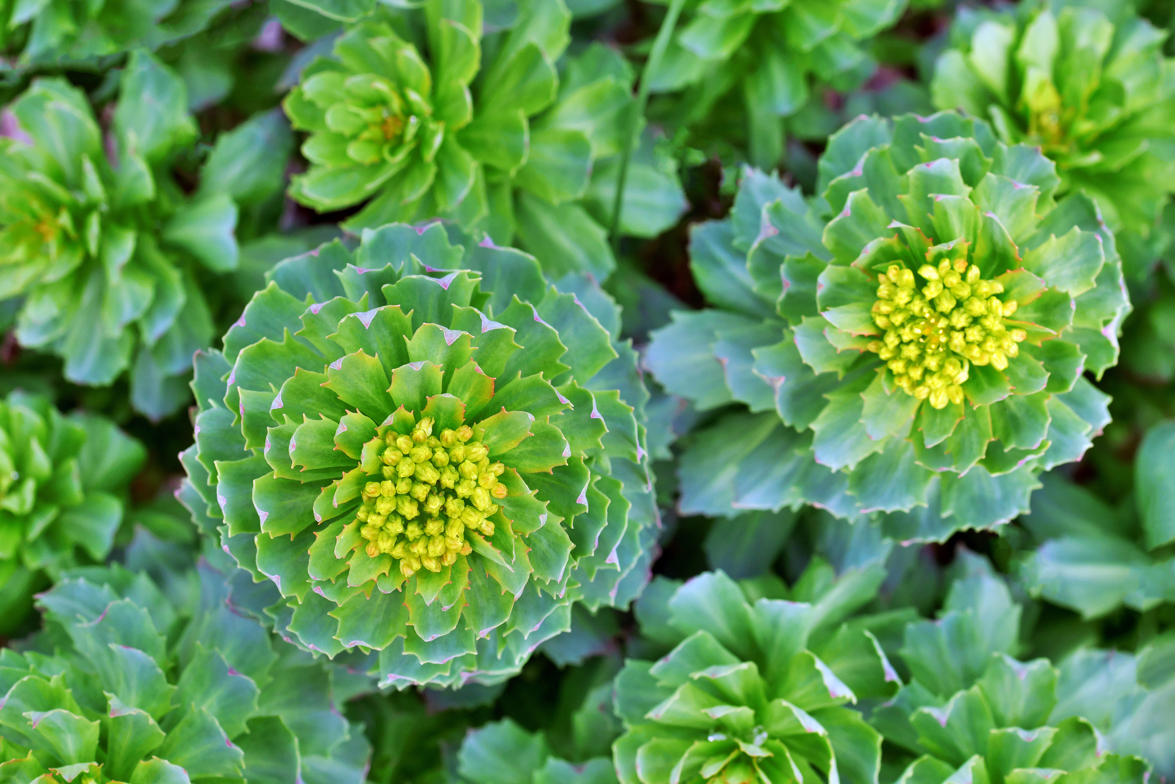 Rhodiola rosea (green succulent plant) (CITES Appendix II) © asadykov / Adobe Stock