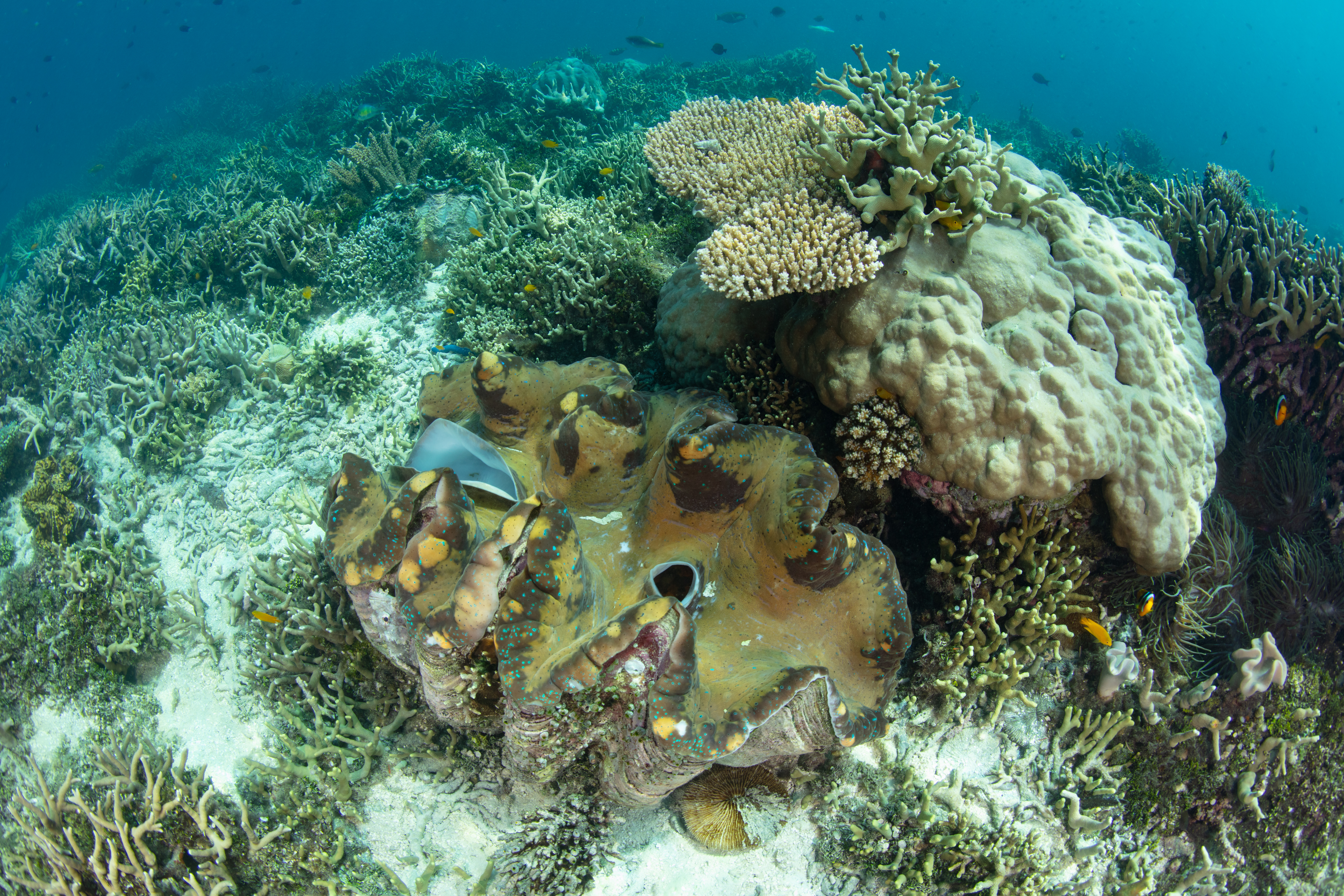 giant-clam-solomon