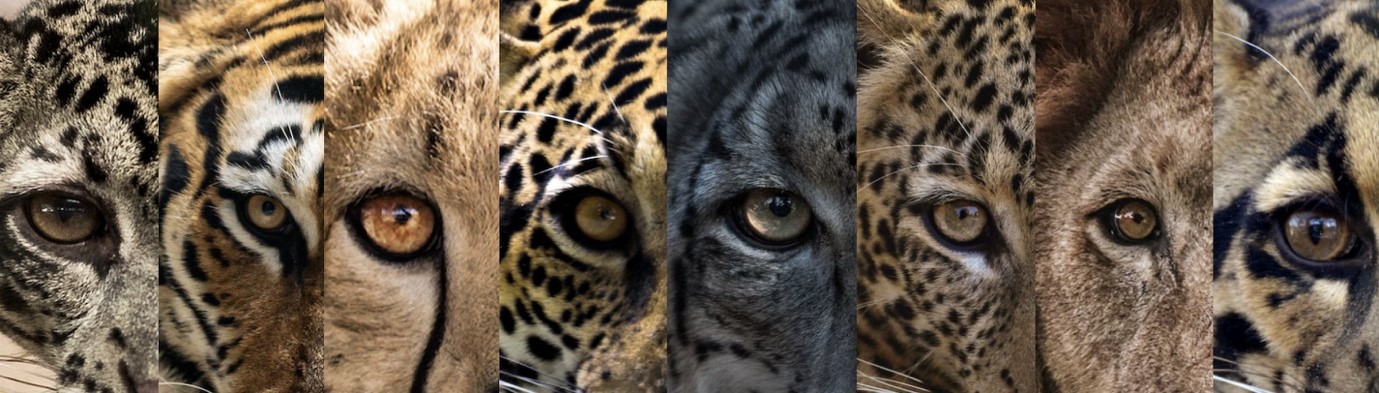 big cats photo banner_BCTF2023