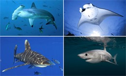 CITES_Parties_in_the_Pacific_take_part_in_training_fisheries_sharks.jpg