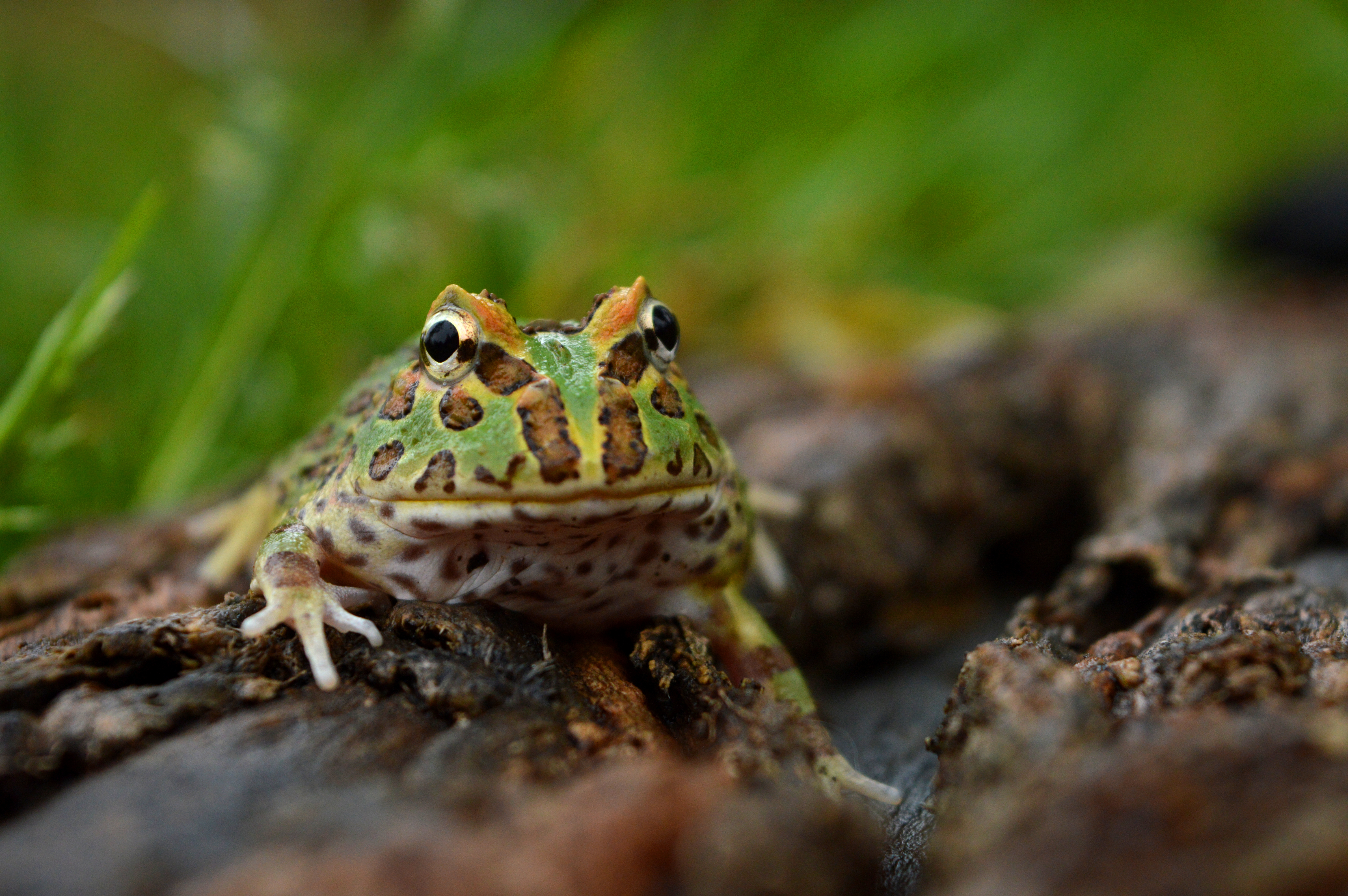 Ornate horned frog (green with brown spots and yellow hues) sitting on brown surface facing viewer, green grassy background