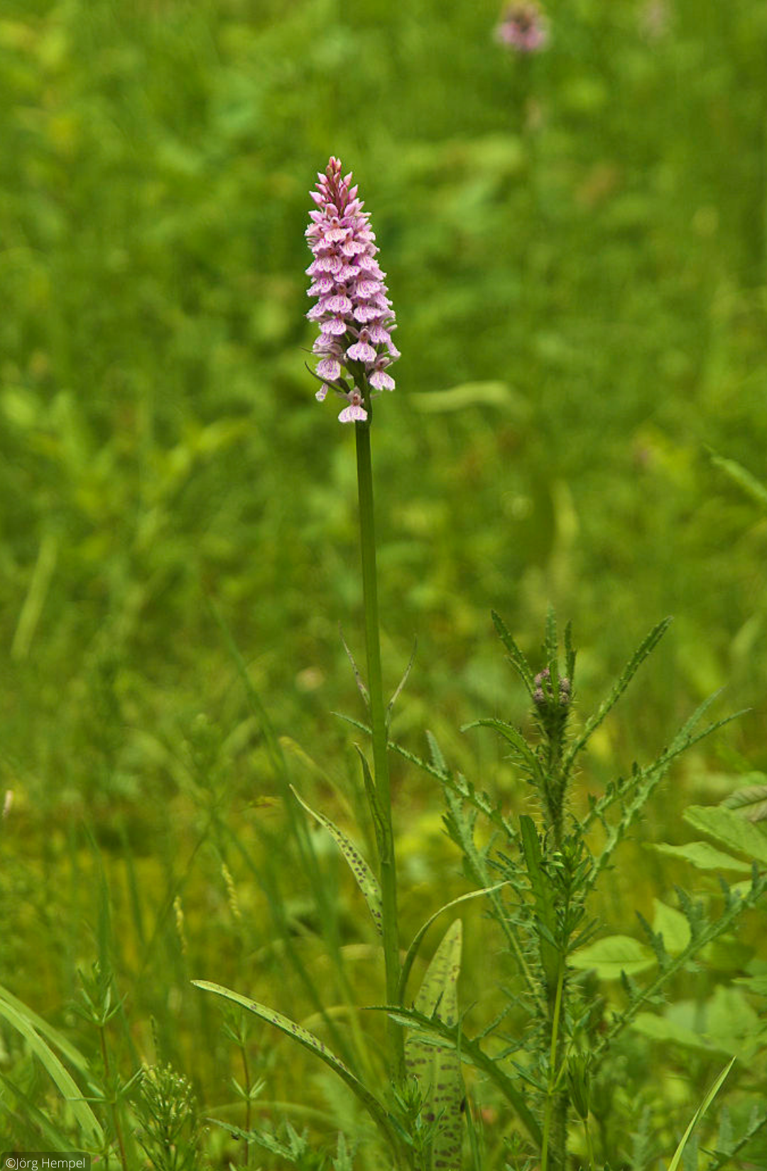 Dactylorhiza maculata_©Jörg Hempel