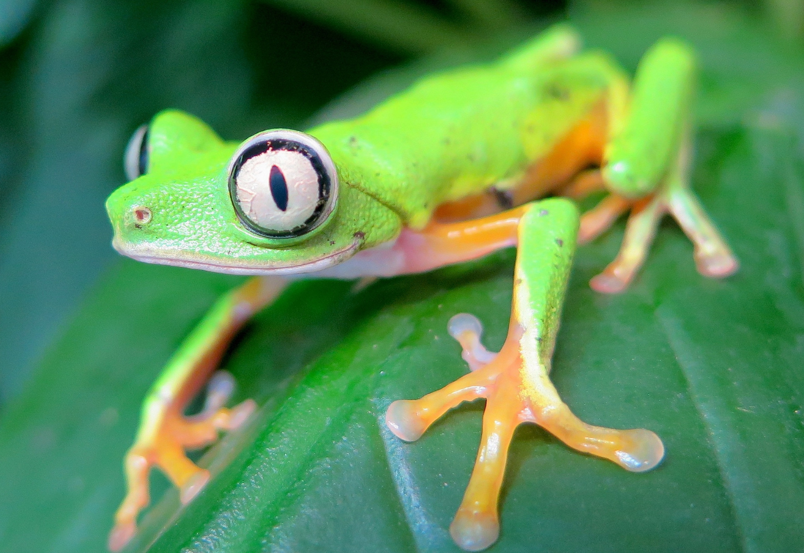 Frog