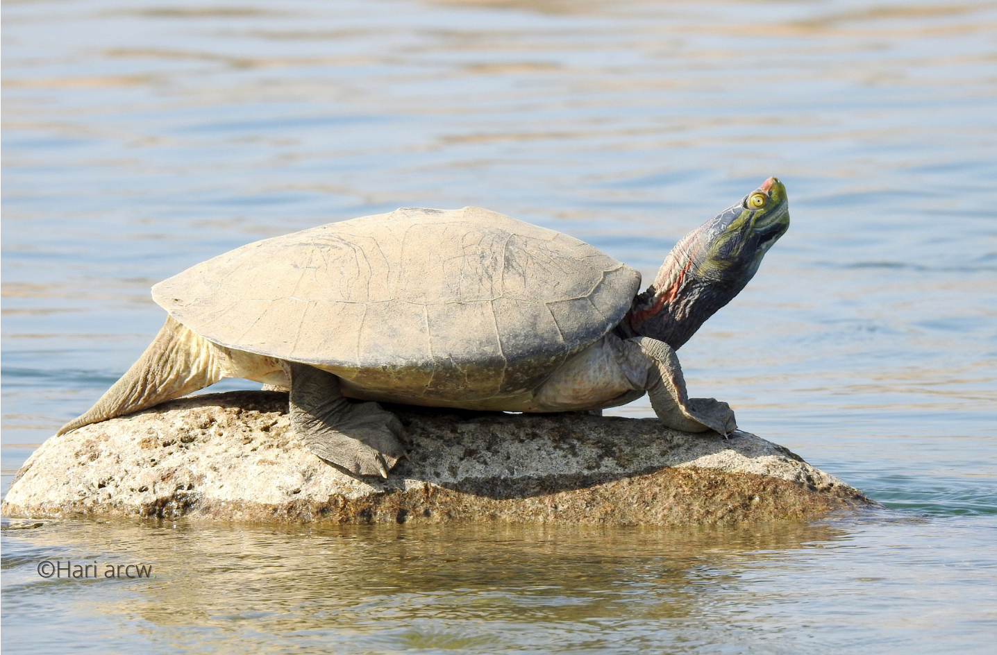 Turtle
