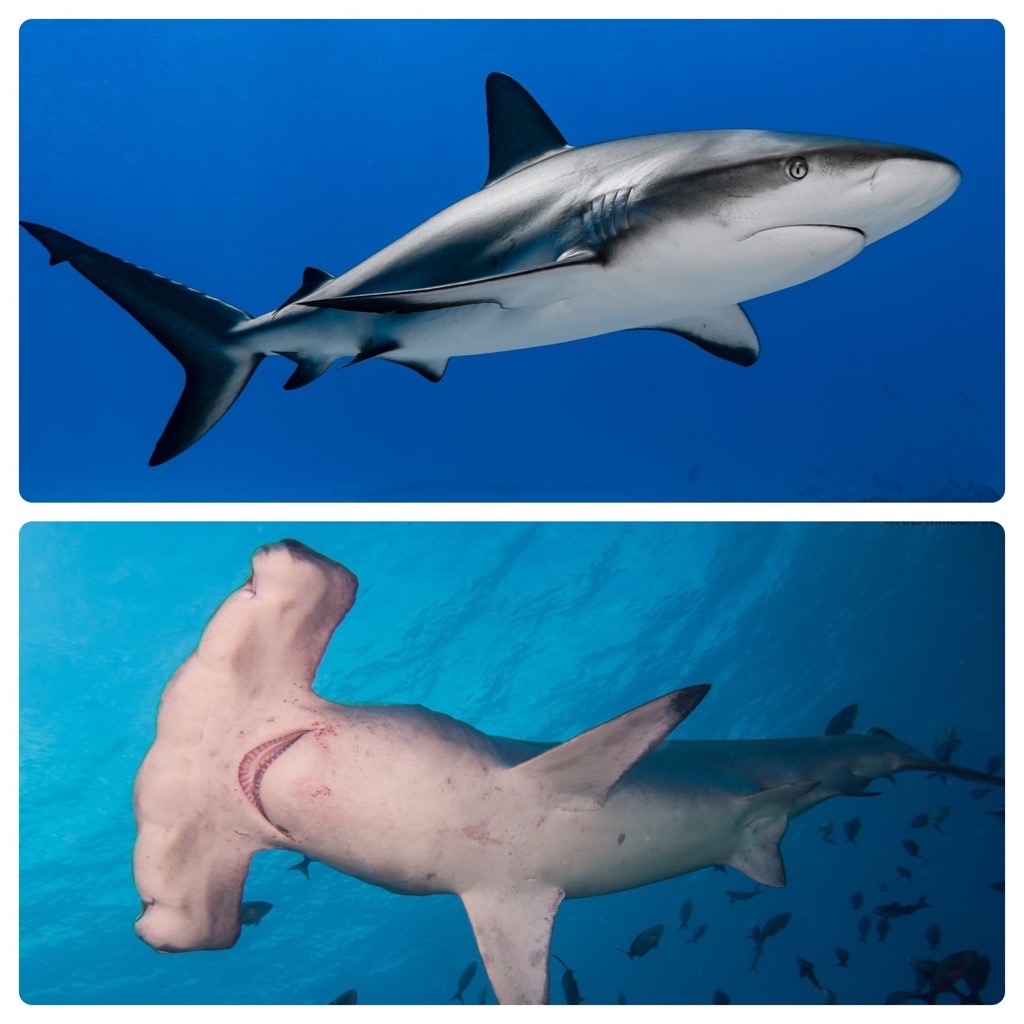 Requiem and hammerhead sharks