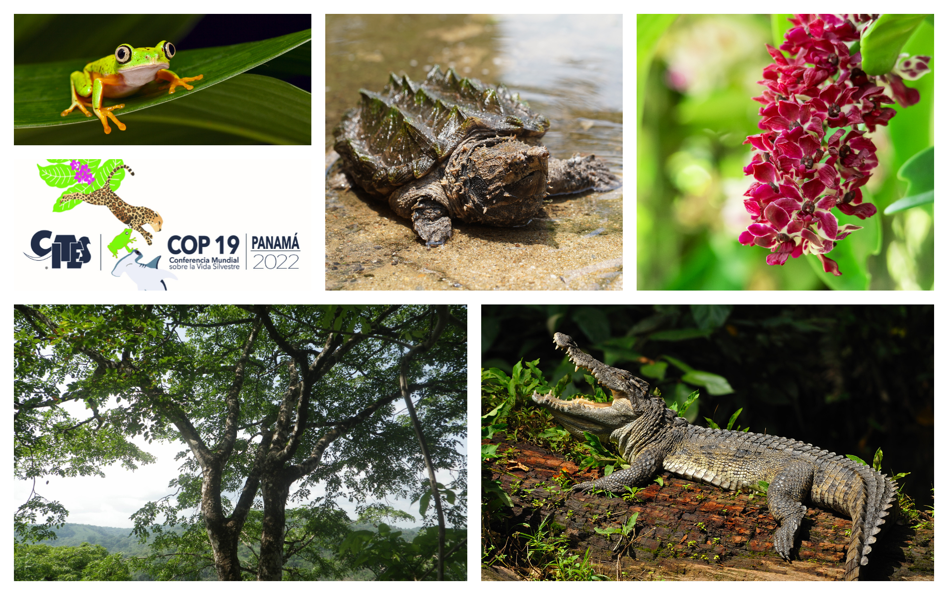 Sample of species to be considered at CoP19