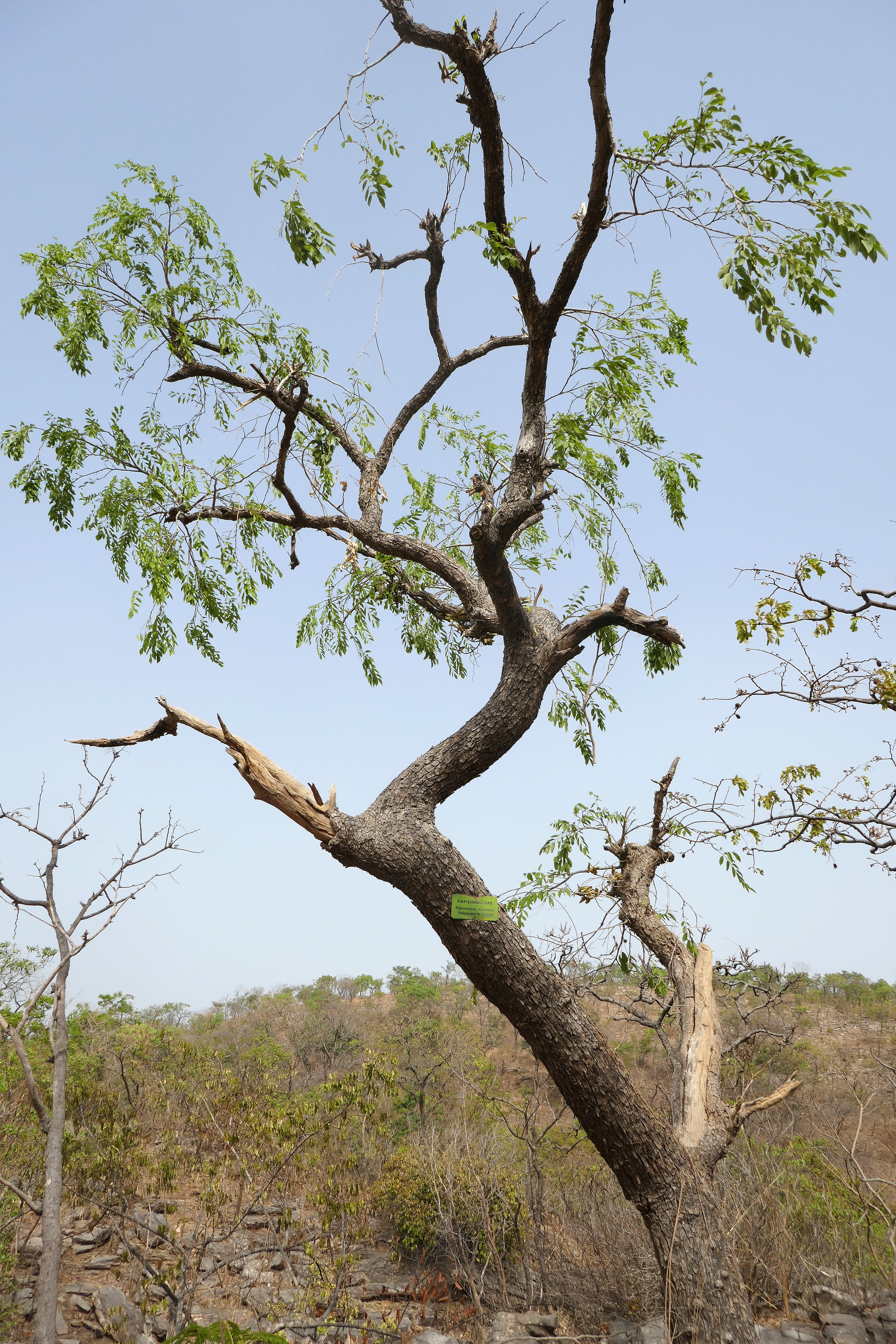 Pterocarpus erinaceus