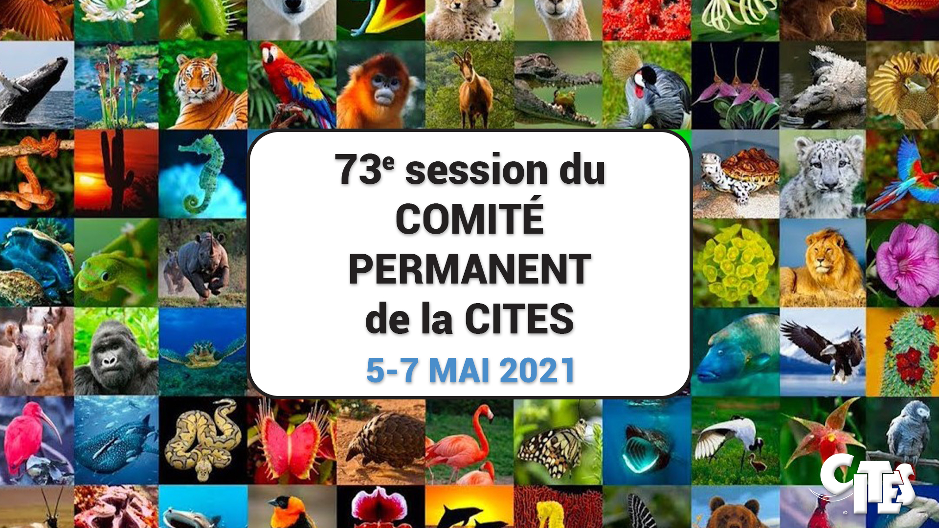 73rd meeting of the CITES Standing Committee