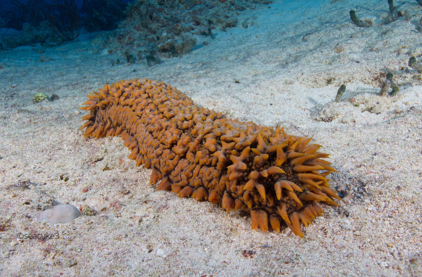 Sea Cucumber