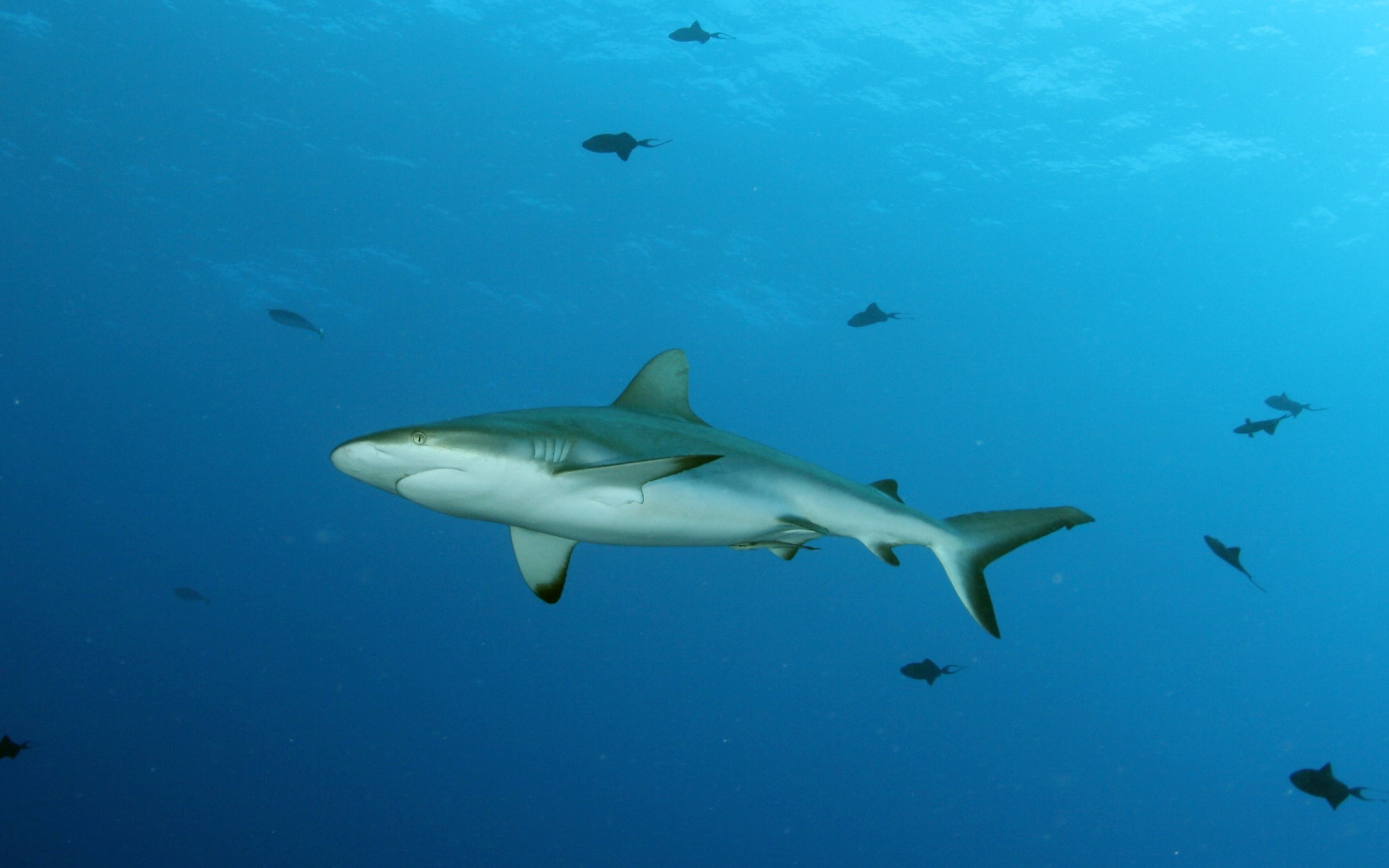Shark