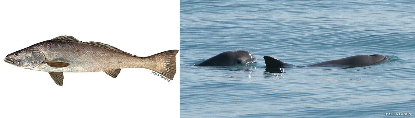 totoaba and vaquita