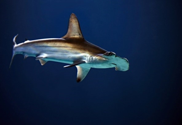 Shark