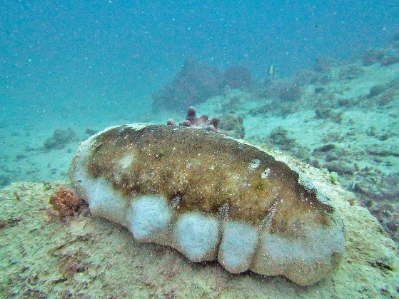 teatfish