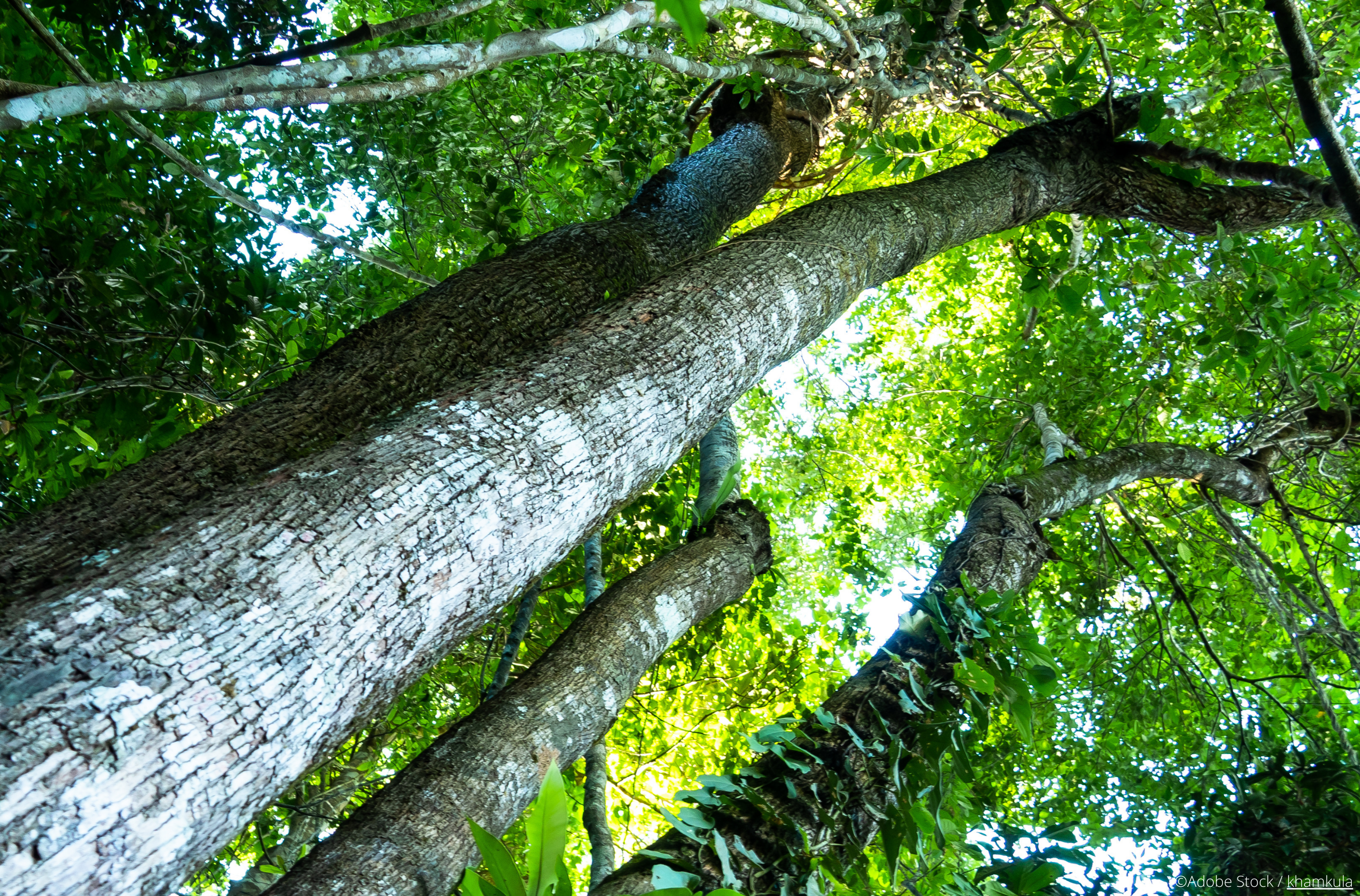 rosewood tree photo from below