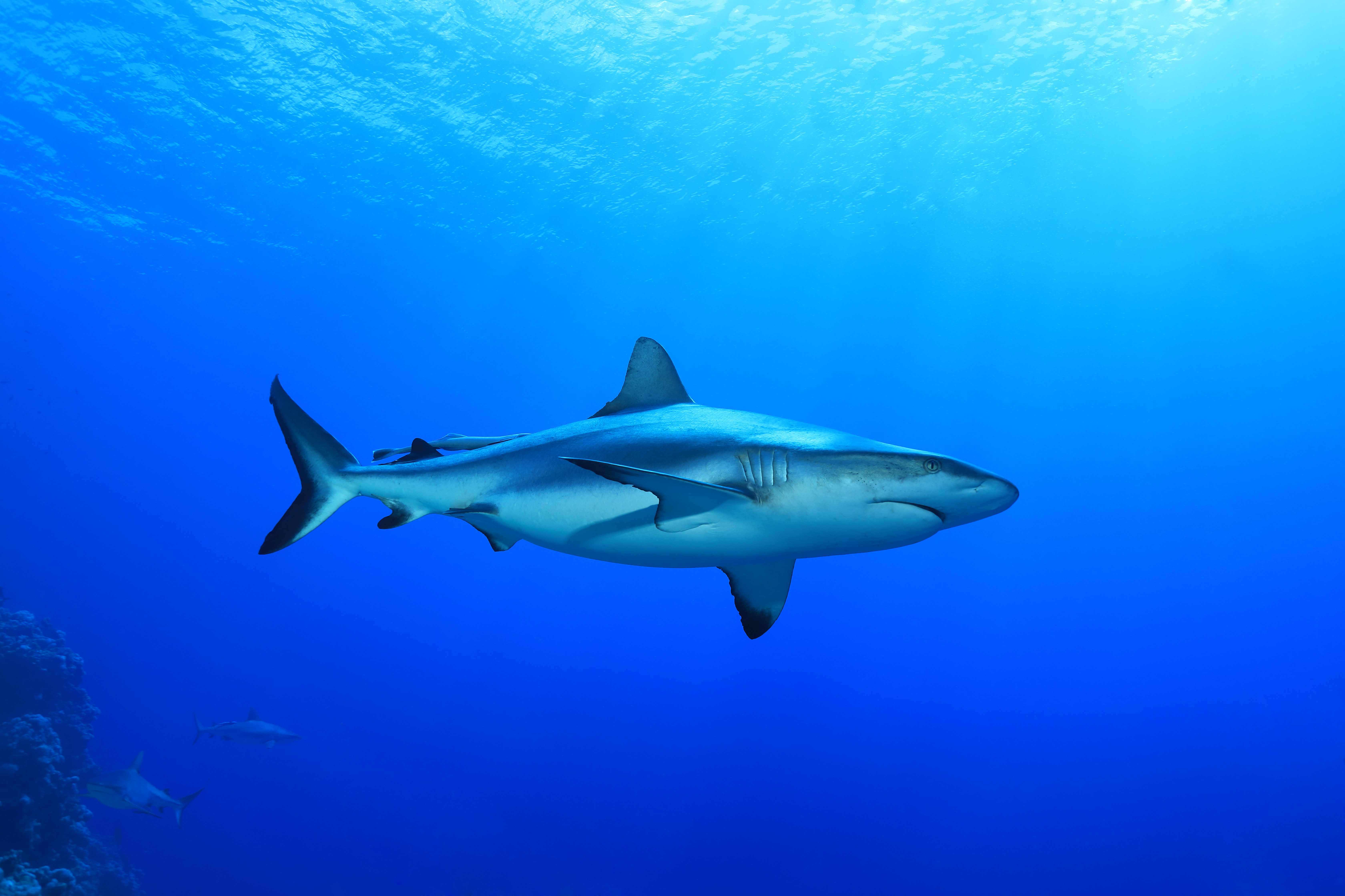 Shark