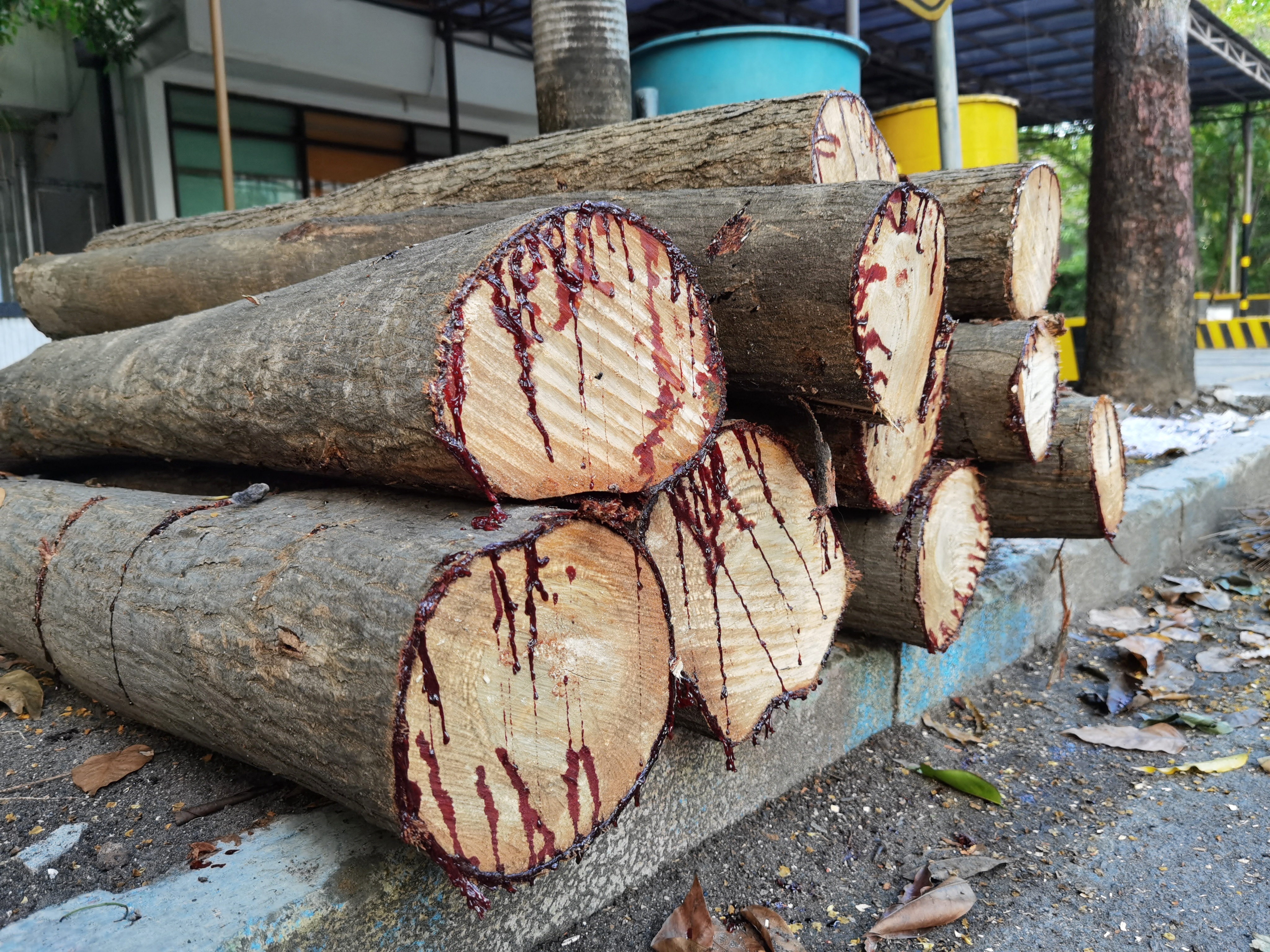 Timber