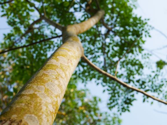 Siamese Rosewood