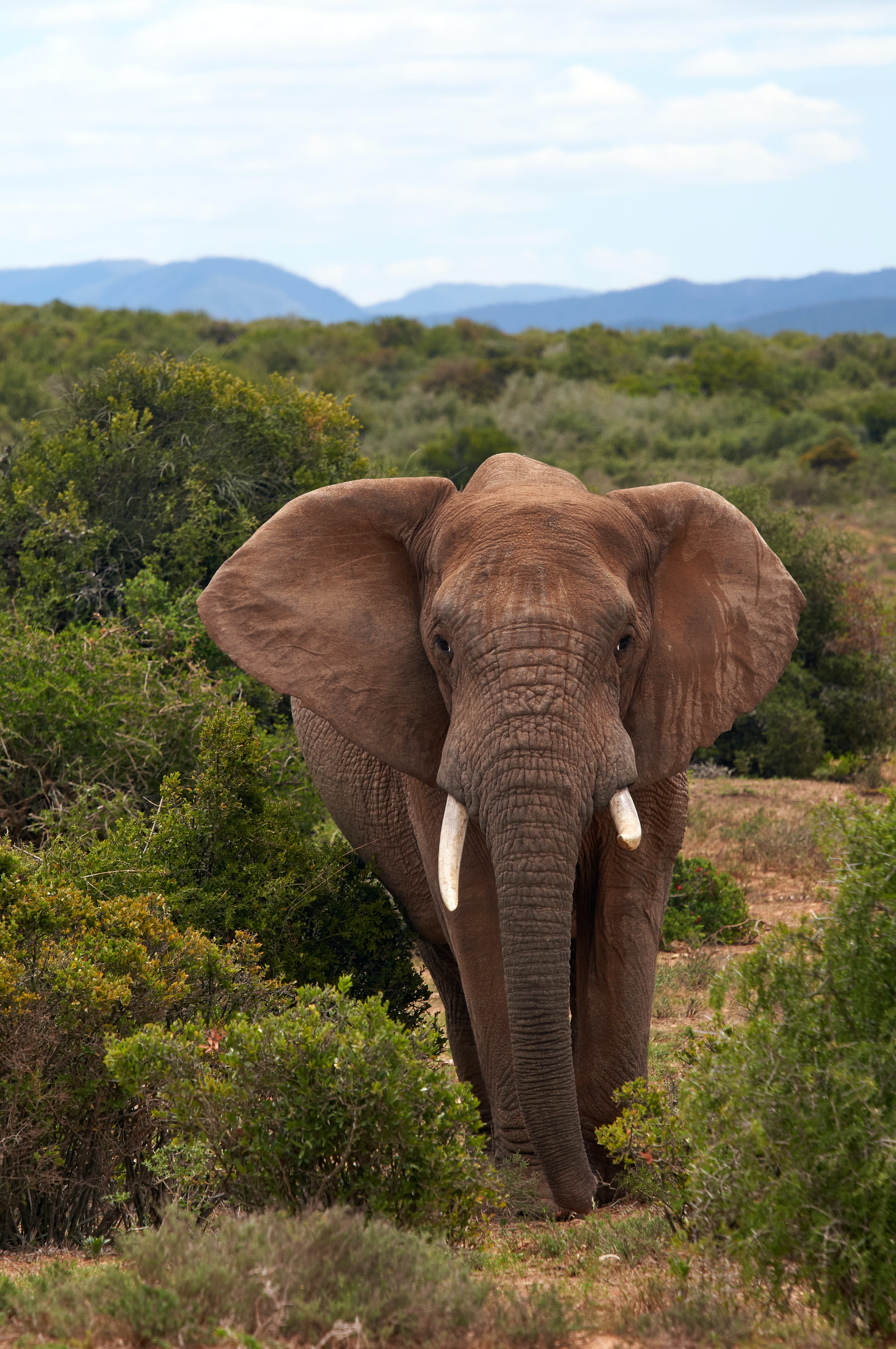 ETIS__Elephant