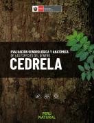 Cedrela_Peru_2018