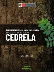 Cedrela_Peru_2018