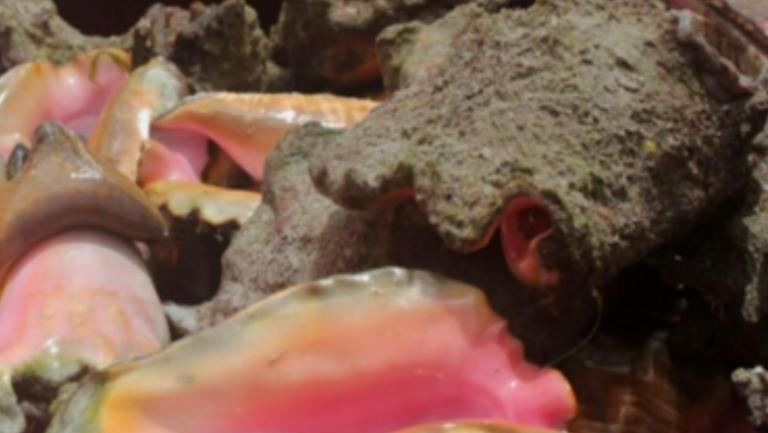 Conch Shell