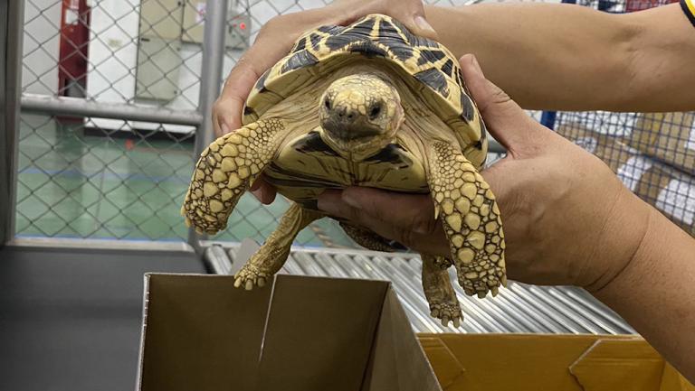 3 Thailand turtles seized customs_0.jpeg