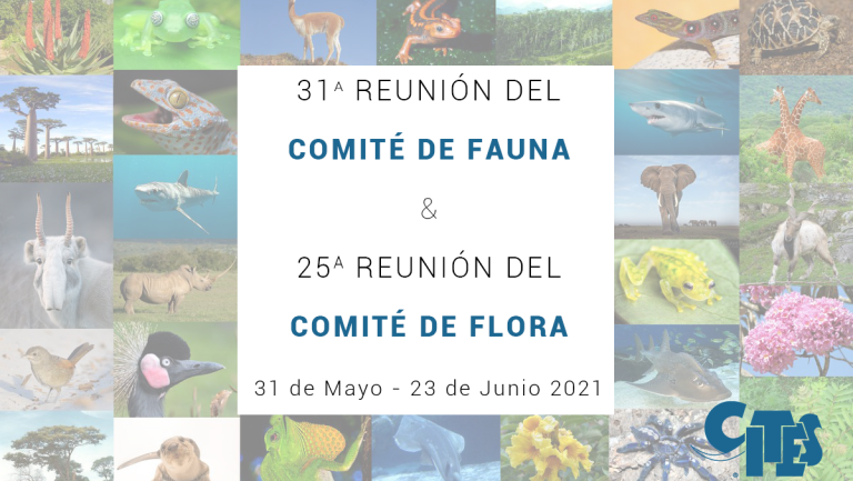 Los órganos consultivos científicos de la CITES reanudan sus reuniones en línea en junio