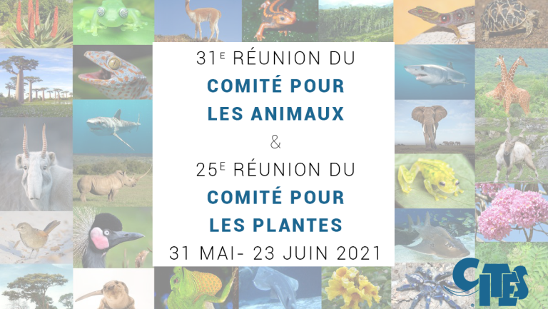 Les organes scientifiques consultatifs de la CITES reprennent leurs réunions en ligne en juin