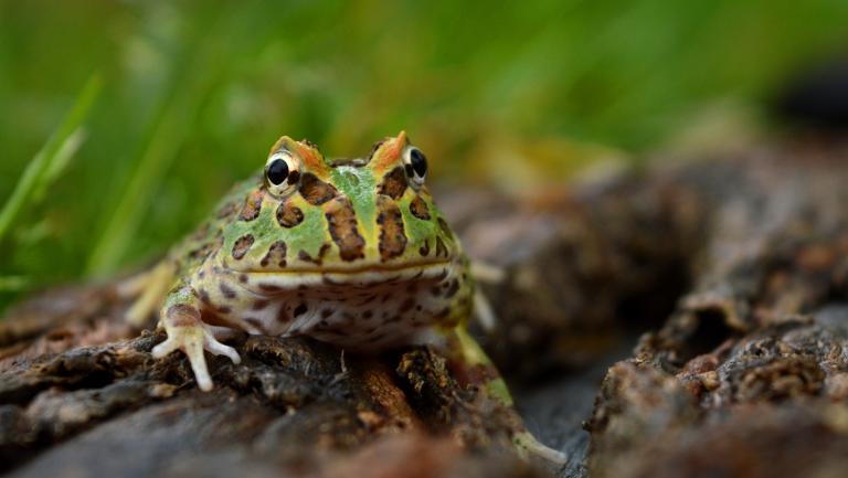 Ornate horned frog (green-yellow body with brown spots) facing viewer sitting on brown wooden surface, green grassy background
